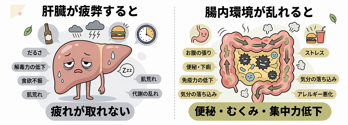 肝臓イラスト
